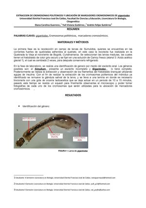 INFORME DE CROMOSOMAS