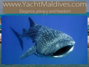 Honeymoon Maldives Safari