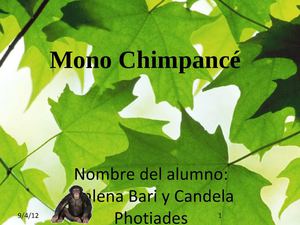 Chimpancé 