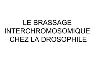 Brassage interchromosomique chez la drosophile
