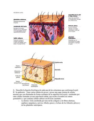 ulceras por presion