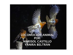 Sistema locomotor en animales