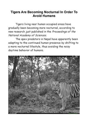 Tigers Are Becoming Nocturnal In Order To Avoid Humans