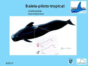 Baleia piloto