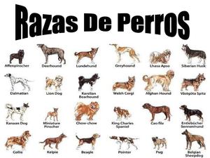 razas de perros 