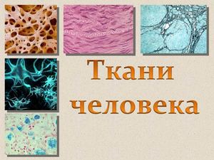 Ткани человека.