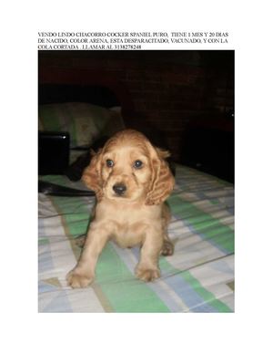 VENDO LINDO CACHORRO COCKER SPANIEL 