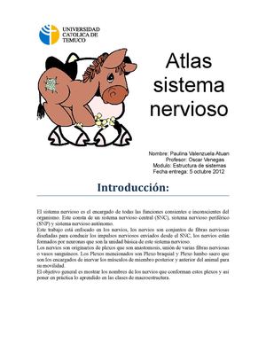 atlas sistema nervioso