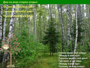 Презентация "Деревья: береза, ель, сосна"