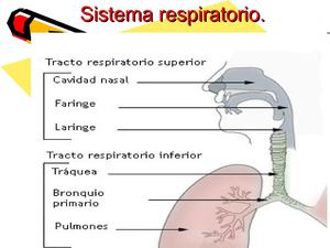 aparato respiratorio