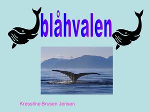 Blåhval Kresstine