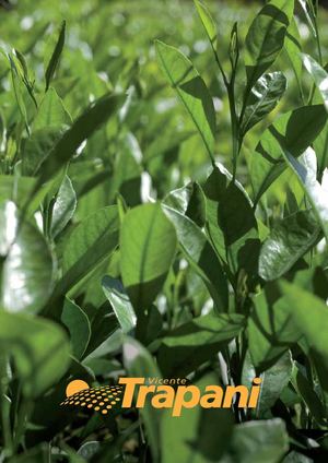Brochure Vicente Trapani