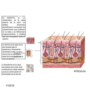 SISTEMA EPIDERMIS
