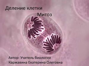 Презентация по теме Деление клетки. Митоз