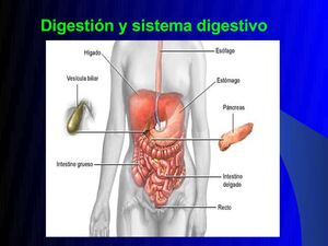 Sistema_Digestivo_Humano_Profundizacion