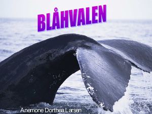 Blåhvalen Anemone