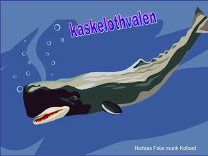 kaskelothval Nichlas