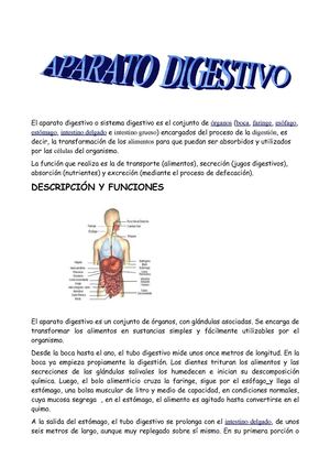 Trabajo de La  Digestiòn