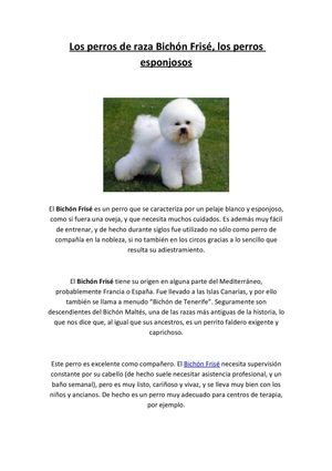 Facilisimo - Los perros de raza Bichon Frise