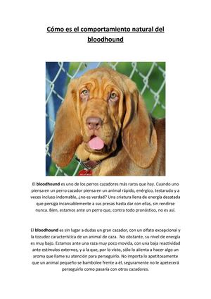 Facilisimo - Cómo es el comportamiento natural del bloodhound