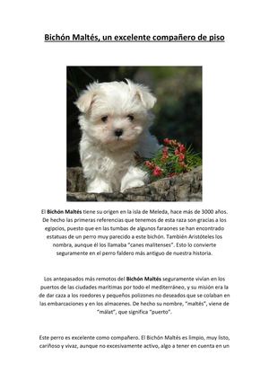 Facilisimo - Bichón Maltés, un excelente compañero de piso