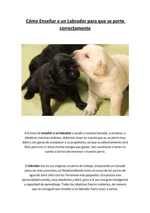 Facilisimo - Cómo Enseñar a un Labrador para que se porte correctamente