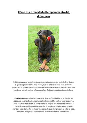 Facilisimo - Cómo es en realidad el temperamento del doberman