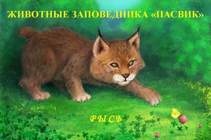 Животный мир заповедника "Пасвик". Рысь