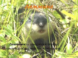 Лемминг