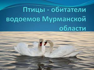 Птицы - обитатели водоёмов Мурманской области