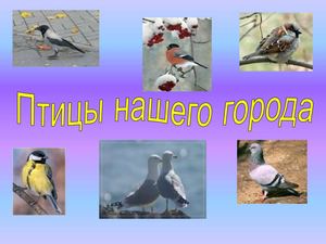 Птицы нашего города