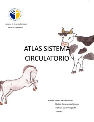 Atlas sistema circulatorio equino y bovino