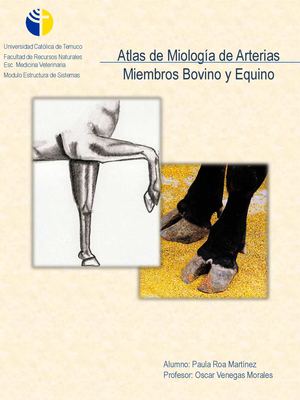 Circulación Miembros Equino y Bovino 