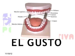 El Gusto