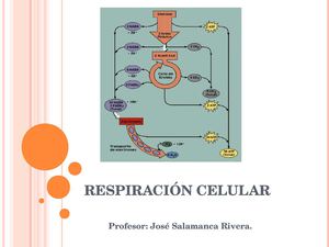 respiración celular primero medio