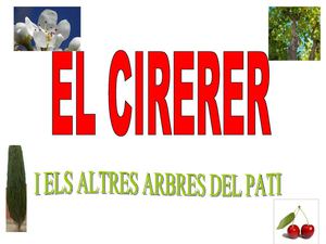 els cirerer i els arbres del pati