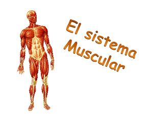 sistema muscular y esquelético