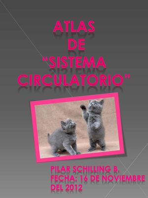 Atlas sistema circulatorio 