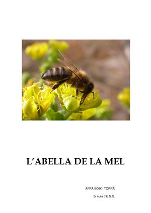 L'abella de la mel