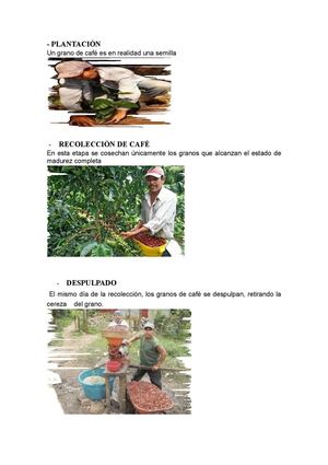 PROCESO Y PRODUCCIÓN DEL CAFÉ