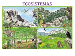 cindi kristel arias casango ecosistemas 