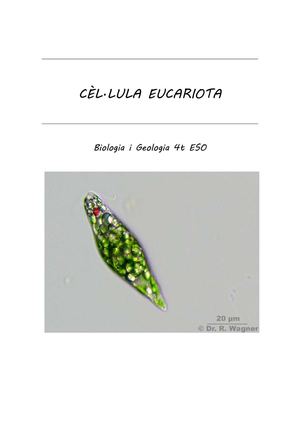 Cêl·lula eucariota