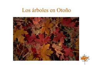 EL ÁRBOL DEL OTOÑO