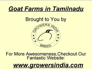 Goat Farms in Tamilnadu