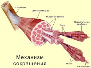 Механизм сокращения волокна и энергетика мышцы