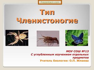 7 класс биология. Членистоногие