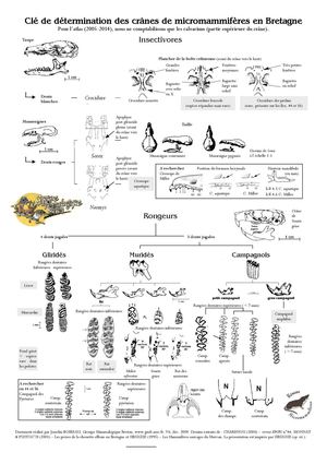 Cle_micromammifere_GMB