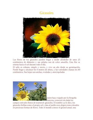 girasoles