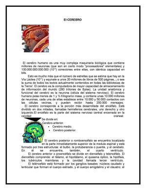 PARTES DEL CEREBRO
