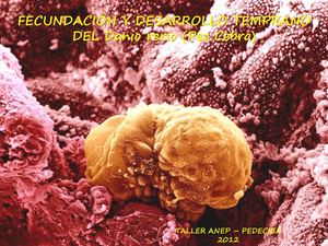 Fecundación y desarrollo temprano